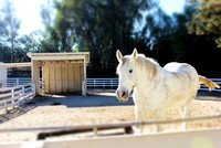 whitehorse
